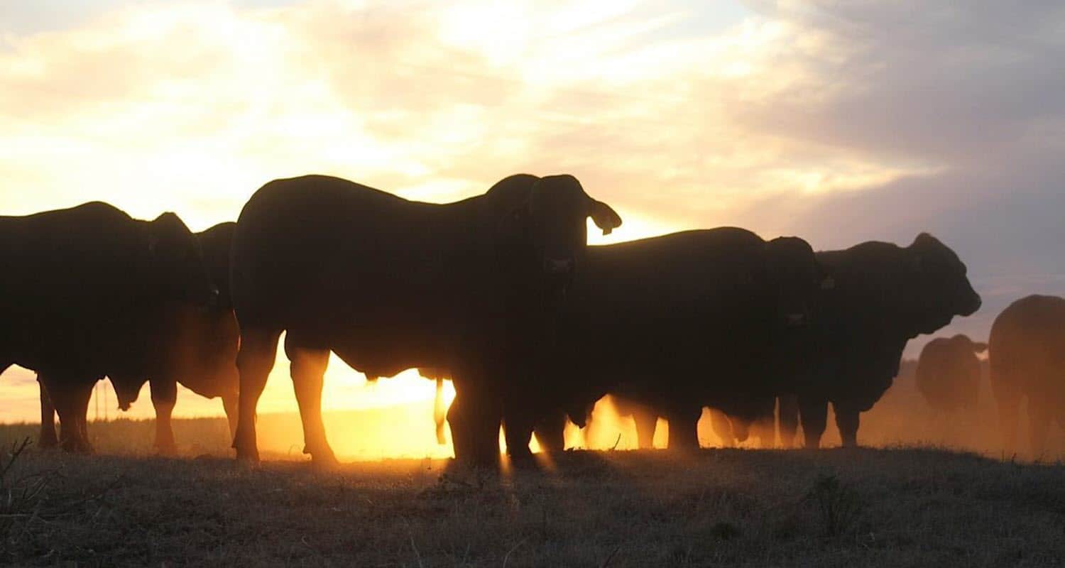Santa Gertrudis cattle in the sunset