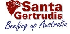 Santa Gertrudis - Stud Sale Default