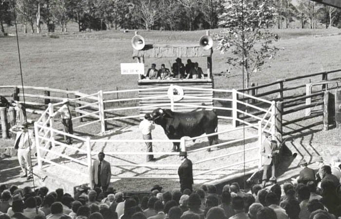 Early Santa Gertrudis bull sale at Milton Park, near Bowral