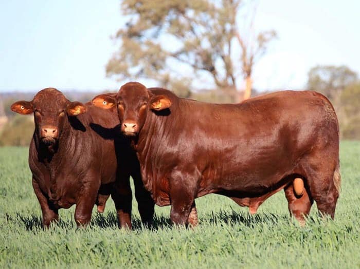 Santa Gertrudis Bulls