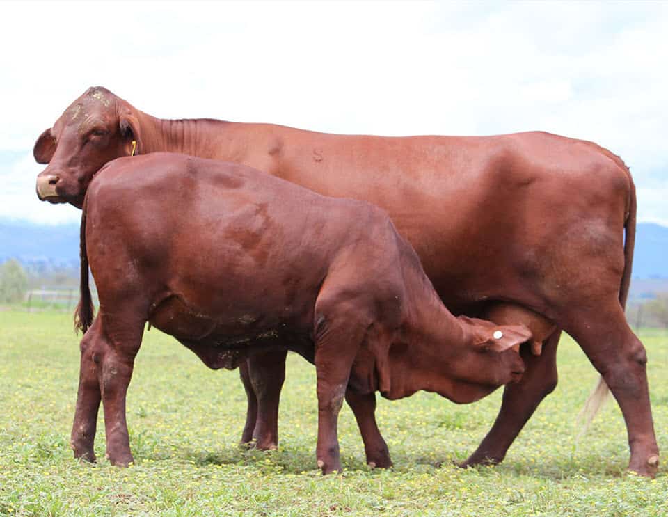 Santa Gertrudis cow and calf