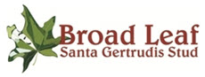 Broadleaf Santa Gertrudis Stud