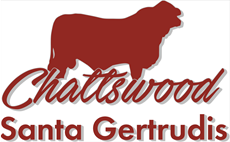 Chattswood Santa Gertrudis