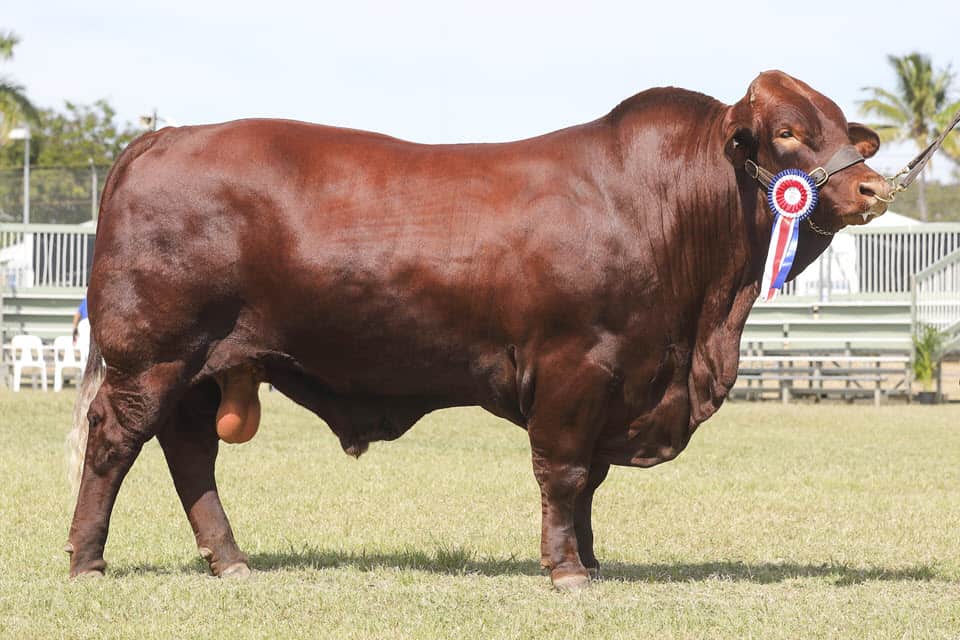 Grand Champion Santa Gertrudis Bull Byac Quarterback